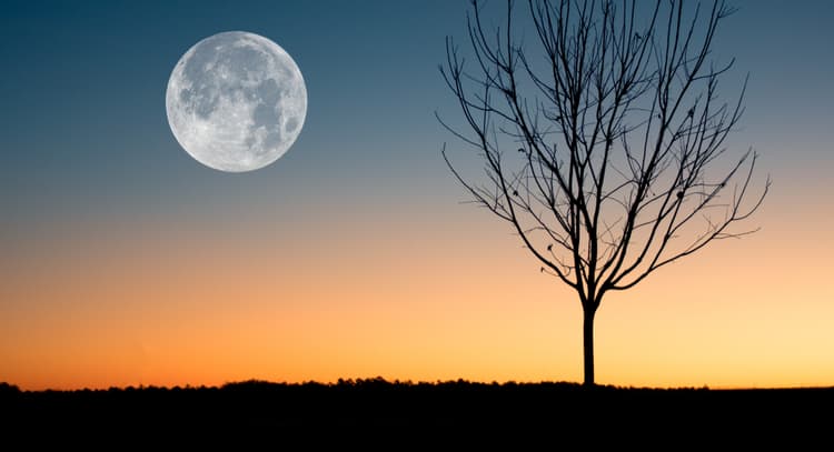 livesession | MEDITATION BASICS